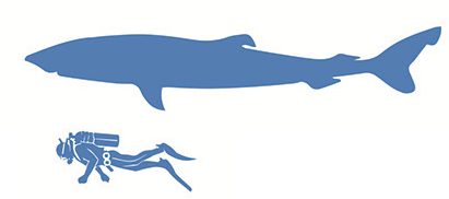 Size of a Greenland shark. marine animal CC BY-SA 4.0