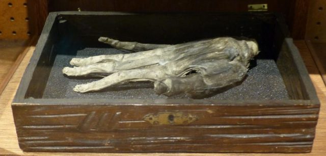 A hand of glory was a hanged man’s hand which was used as a macabre candle holder by burglars to evade discovery. Photo by www.badobadop.co.uk CC BY-SA 4.0
