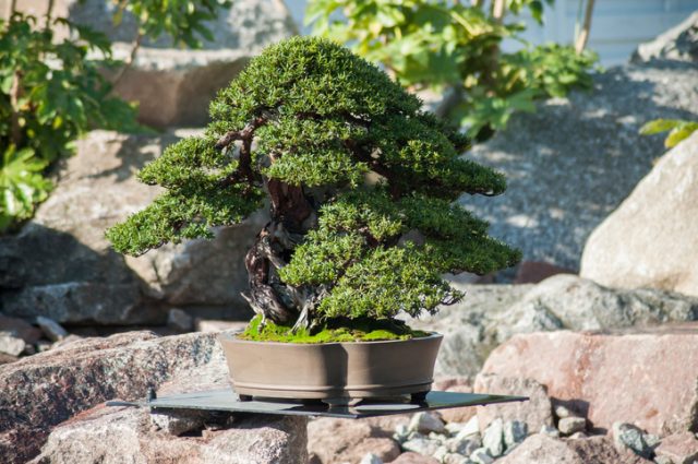 Closeup of yew bonsai in a Japanese garden