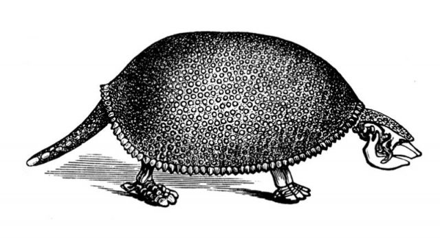 Fossil of a Glyptodon (Schistopleuron), 19th century