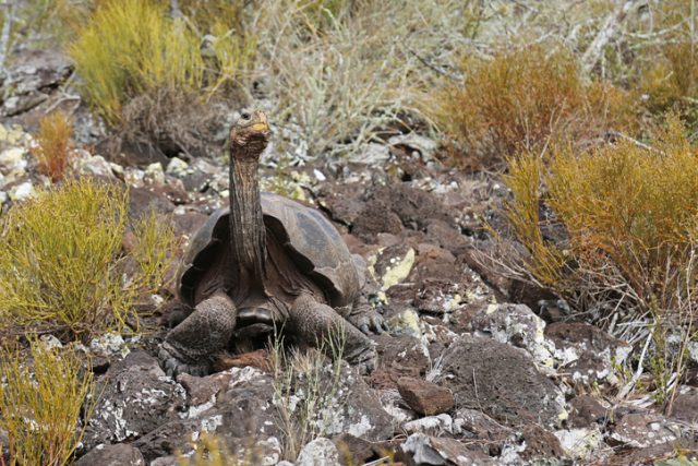 A saddleback Galapagos tortoise blocks the trail on Pinzon in the Galapagos Islands, Ecuador. Isn’t he handsome!