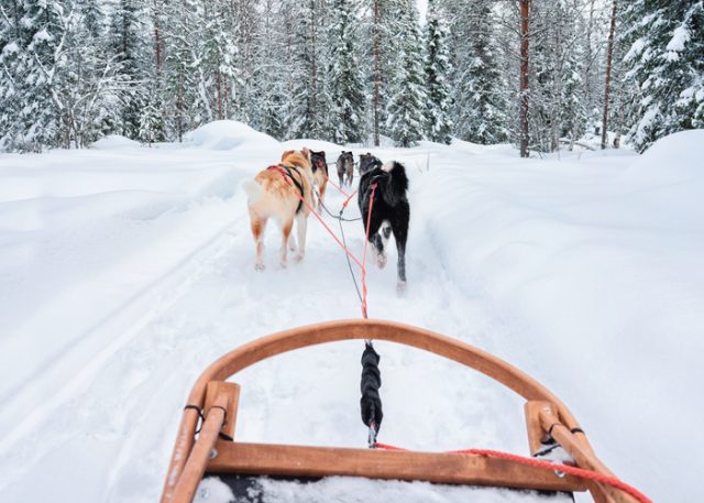 Husky dogs in sled at Rovaniemi forest, in winter Finland, Lapland
