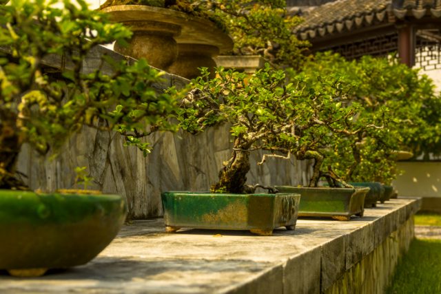 Singapore. Japanese garden. 300-year-old dwarf bonsai trees.