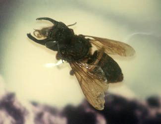 Megachile pluto. Photo by Stavenn CC BY-SA 3.0