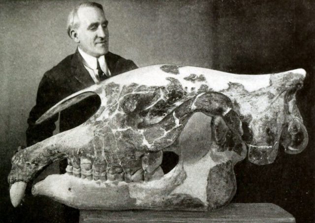 Preparator Otto Falkenbach with P. transouralicum skull (specimen AMNH 18650), formerly assigned to Baluchitherium grangeri, American Museum of Natural History
