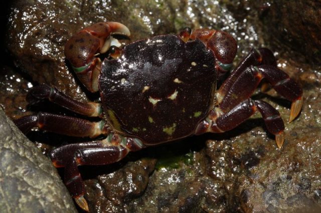 Hemigrapsus is a genus of varunid crabs comprising thirteen species found almost exclusively in the Pacific Ocean. Photo by Walter Siegmund CC BY-SA 3.0