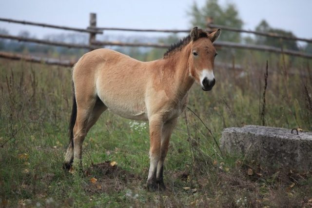 A Przewalski’s horse in the Chernobyl Exclusion Zone. Photo by IAEA Imagebank CC BY SA 2.0