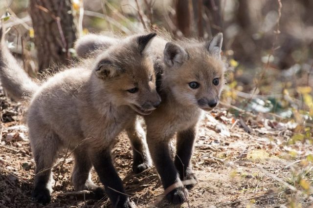 Juvenile red foxes are known as kits. Photo by U.S. Fish and Wildlife Service Headquarters – CC BY 2.0