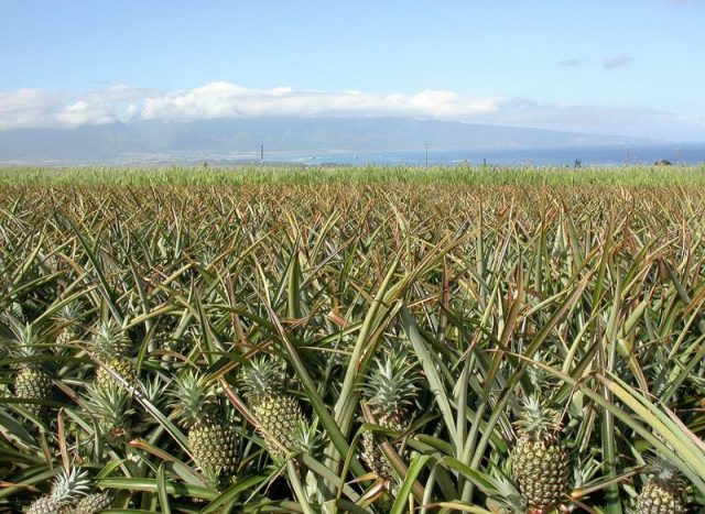 A field of pineapples in Maui, Hawaii. Photo by USDAgov CC BY 2.0
