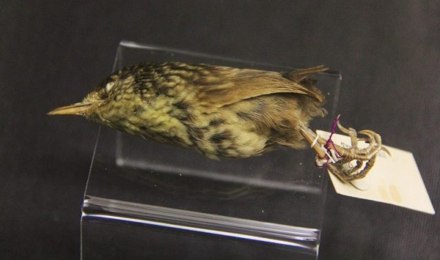 A specimen of Stephens Island Wren, Xenicus lyalli, displayed in the Carnegie Museum of Natural History in Pittsburgh.