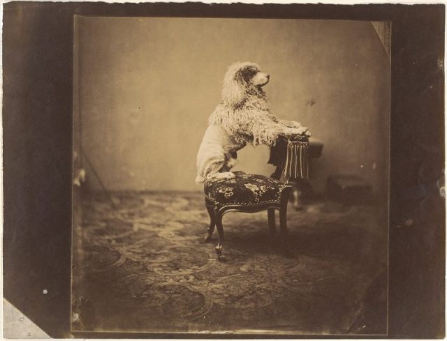 Empress Eugénie’s Poodle, 1850s. Salted paper print from collodion glass negative, from the studio of André-Adolphe-Eugène Disdéri.