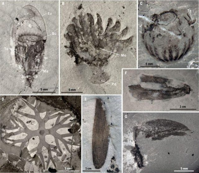 New soft-bodied taxa from the Qingjiang biota. Photo by Dongjing Fu et al., Science 363:1338 (2019)