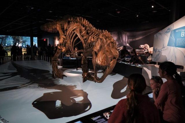 A life-size skeleton model of a Tyrannosaurus rex dinosaur stands in a new exhibit called ‘T. Rex: The Ultimate Predator’ at the American Museum of Natural History, March 4, 2019 in New York City. Photo by Drew Angerer/Getty Images