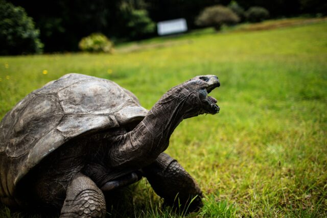 Jonathan the tortoise with his mouth open.