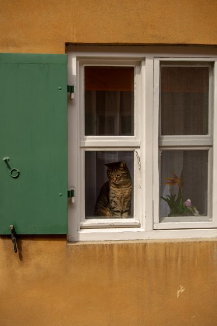 Cats were believed to be the familiars of witches