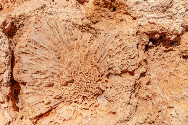 Closeup of large fossilized coral polyps in red rock