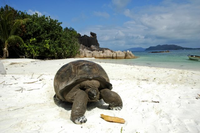 Seychelles tortoise
