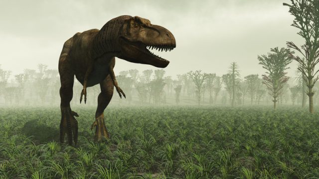 Artists impression of T-rex in the wild, with prehistoric Horsetail carboniferous trees in the background
