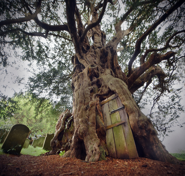 An ancient Yew tree next to a churchyard in an English village
