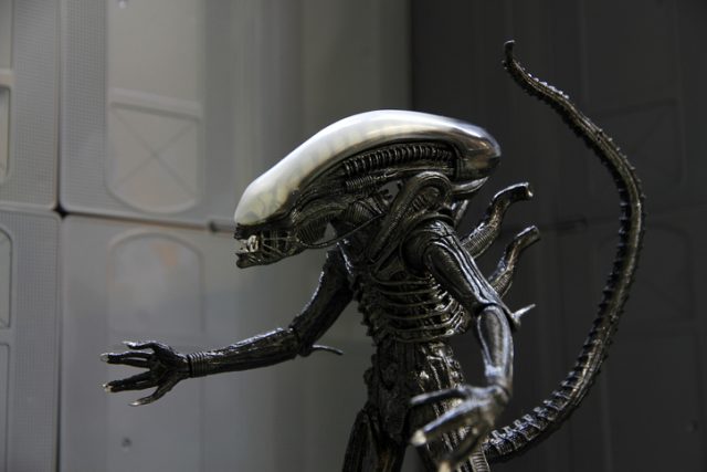 A model of a Xenomorph from the ‘Alien’ film franchise. The model is made by NECA.