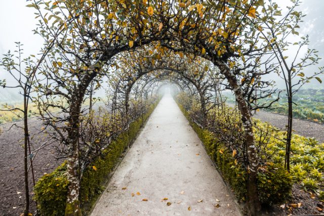 Misty tree tunnel in fall