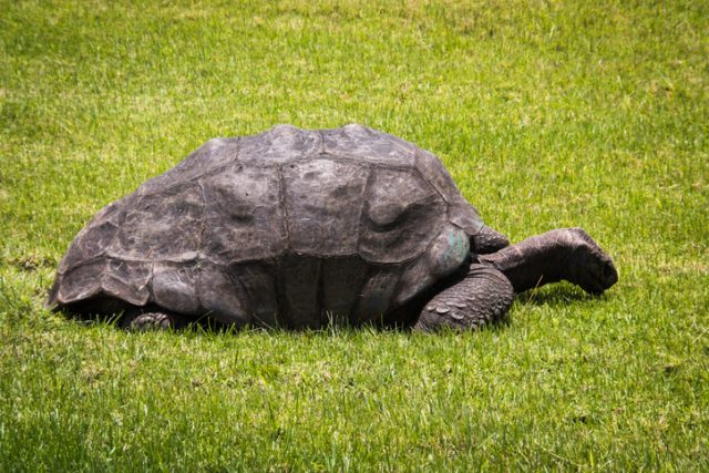 A Seychelles Giant Tortoise (Dipsochelys hololissa)