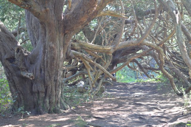 Yew trees at Kingley Vale in the South Downs National Park in England are some of the oldest yew trees in the world. They are between 500 and 2,000 years old.