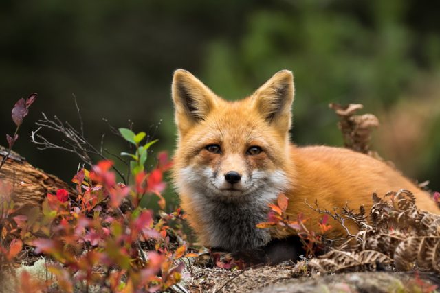 Red Fox – Vulpes vulpes. Laying down in the colorful fall vegetation. Making eye contact.
