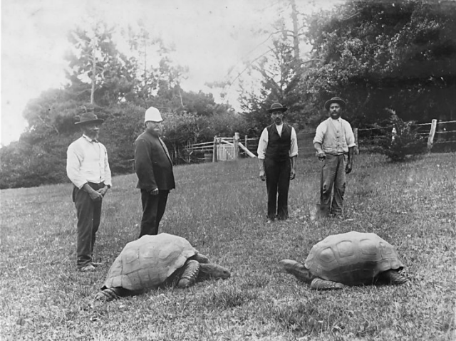 Four men stand behind two giant tortoises.