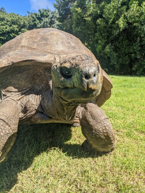 A close-up of Jonathan the tortoise.