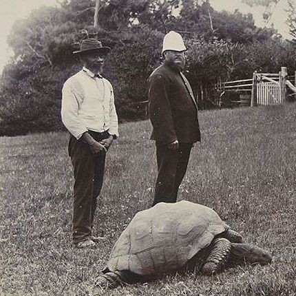Photograph of St Helena resident tortoise Jonathan circa 1900, with a Boer War prisoner