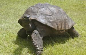 Jonathan the tortoise.