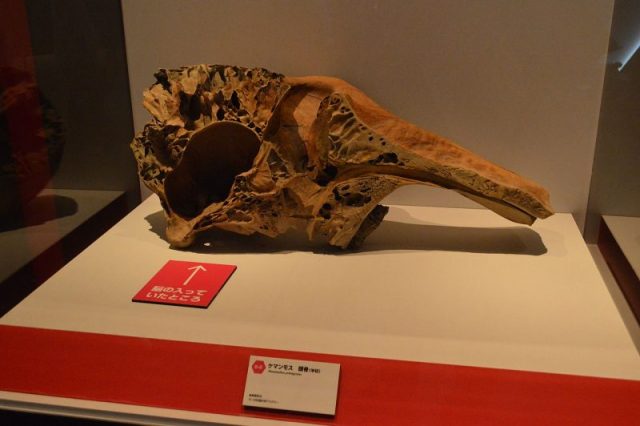 Half skull of Mammuthus primigenius (not Yuka). The cavity that the arrow is pointing is where the brain would have been. Photo by Nandaro CC BY-SA 3.0