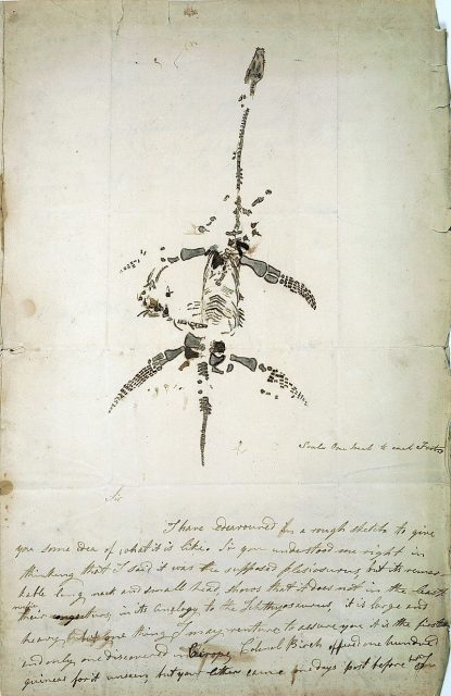 Letter and drawing from Mary Anning announcing the discovery of a fossil animal now known as Plesiosaurus dolichodeirus, December 26, 1823