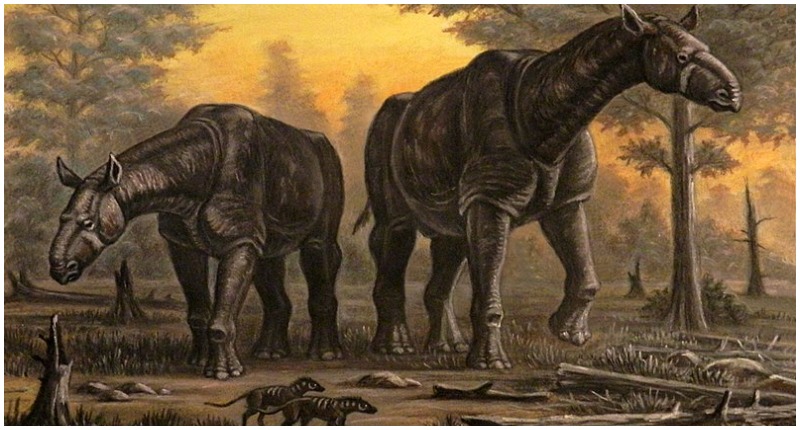 Two Paraceratherium transouralicum. Photo by ABelov2014 CC BY-SA 3.0