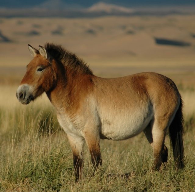 Photo of reintroduced Przewalski’s horse taken at the “Seer” release site. Photo by Claudia Feh  CC BY-SA 4.0