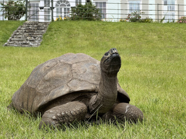 Jonathan the tortoise on a lawn.