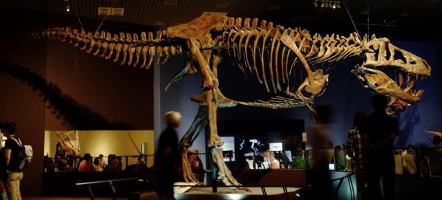 ‘Scotty’ the largest known T. rex specimen, exhibited in Japan. Photo by ★Kumiko★ CC BY SA 2.0