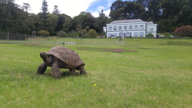 Jonathan the tortoise on the lawn of the Plantation House.