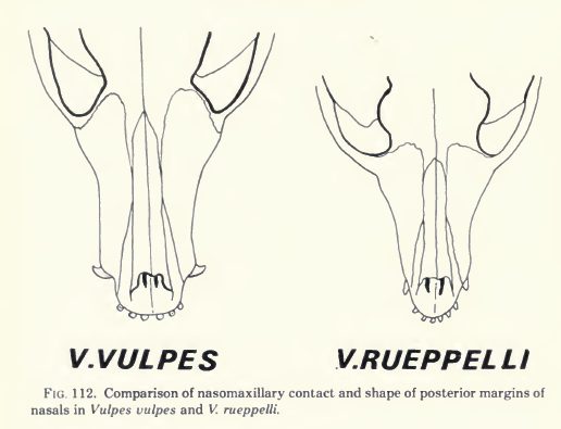 Comparative illustration of skulls of red fox (left) and Rüppell’s fox (right)