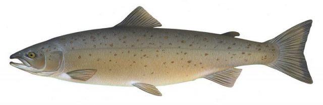 Atlantic salmon, Salmo salar (handled in non-suspicious circumstances)