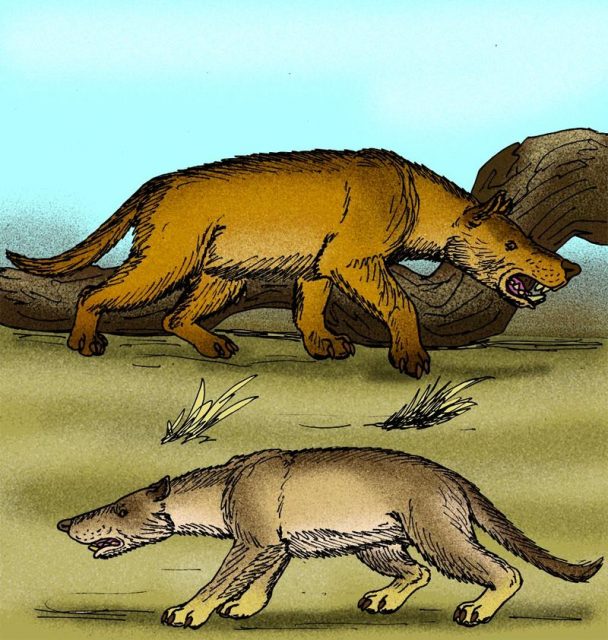 “Comparison of the three meter long Hyaenodon gigas with the slightly smaller H. mongoliensis, from the Oligocene of China”. Illustration by Stanton F. Fink. Photo by Apokryltaros CC BY-SA 3.0