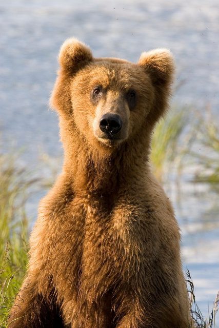 A brown bear (Ursus arctos) surveying the landscape. Photo by Jim Chapman CC BY 2.0