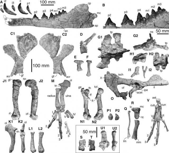 Mandible and postcranial bones of Peregocetus pacificus. Photo courtesy of Cell Press
