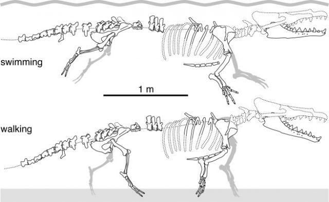 Preserved parts of the skeleton of Peregocetus pacificus. Photo courtesy of Cell Press