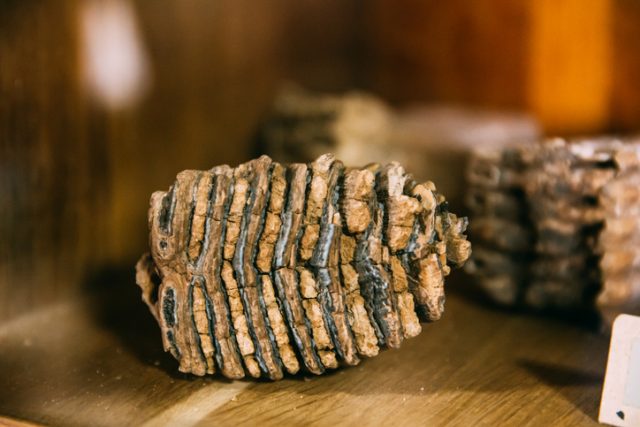 Ancient Old Mammoth Tooth.