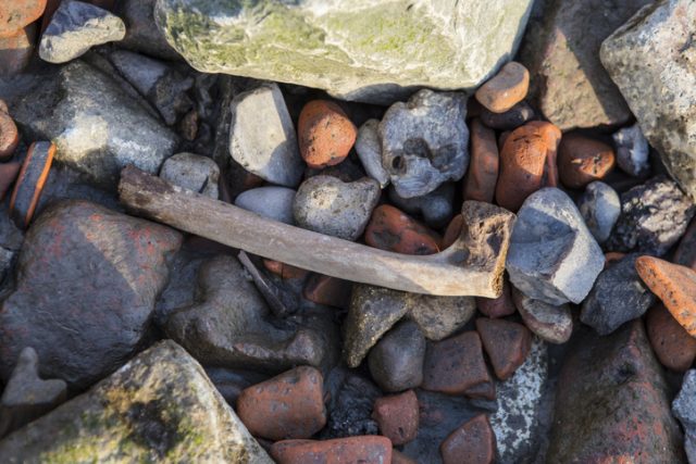 “A bone among the stones of the shore of the River Thames in London, UK. Seeing bones on the shore of the Thames is quite common – probably remains of butchered animals, cast into the river long ago.”