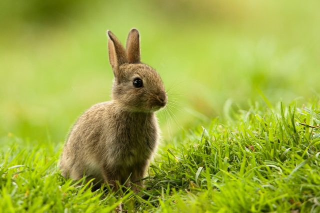 The new evidence suggests Romans may have introduced rabbits to Britain as exotic pets