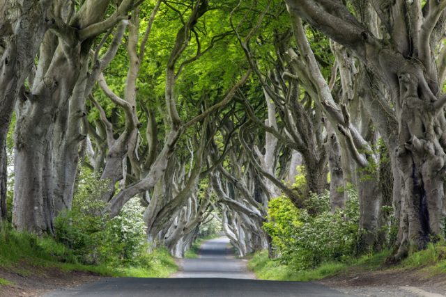 Dark Hedges in Co. Antrim, Northern Ireland