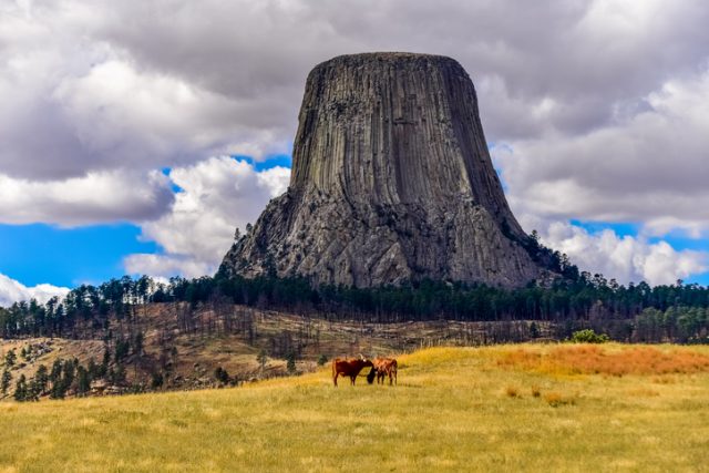 Devils Tower Wyoming with two longhorn stears